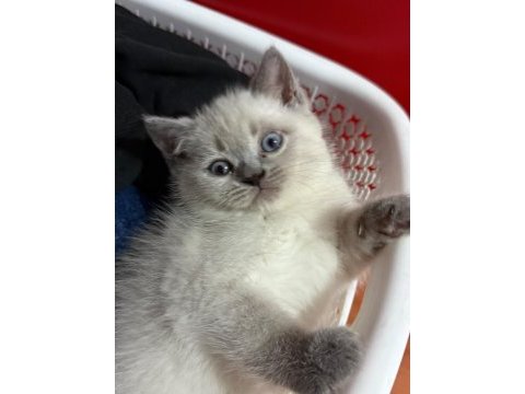 Erkek bebek kediler