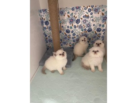 A kalite scottish fold yavrularımız yeni yuvasına hazır
