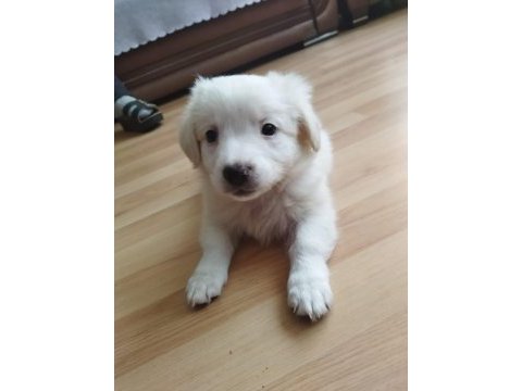 Yavru dişi köpeğimiz