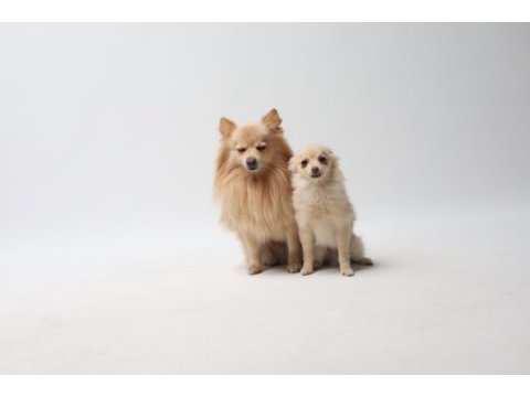 Pomeranian yavru 6 aylık