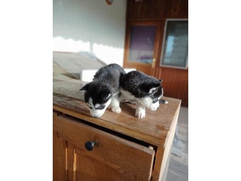 Ayrancı mahallesinden mavi gözlü husky yavruları