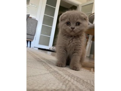 Scottish fold (kahve) ve scottish fold blue point (lokum)