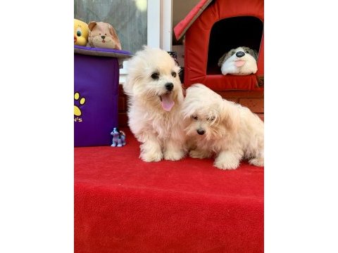 Maltese terrier