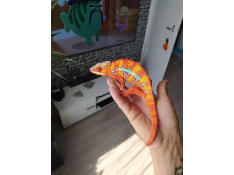 Özel panter bukalemun