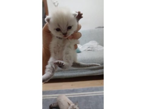 Kedimizin mama kum eğitimi var