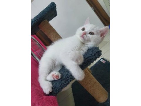 Oyun canavarı british shorthair sahiplendim diyeceksiniz