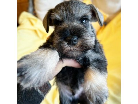Fcı şecereli miniatute schnauzer yavruları