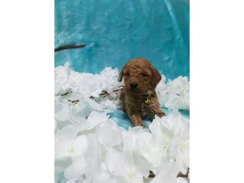 Güzel poodle yavrularımız yeni yuvalarını arıyor