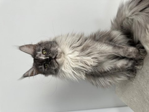 Full şecereli polydactyly dişi maine coon