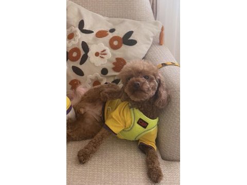 Poodle kızımız