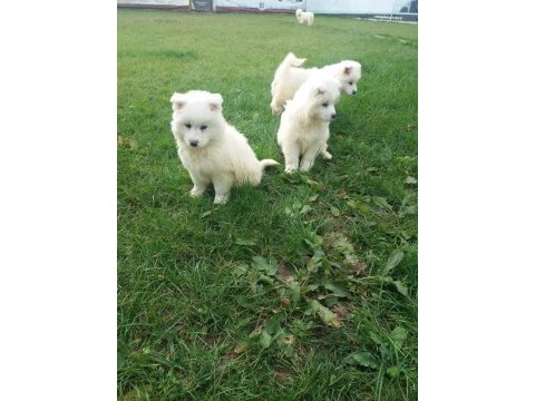 Akkuş üretim çiftliğinden samoyed yavruları