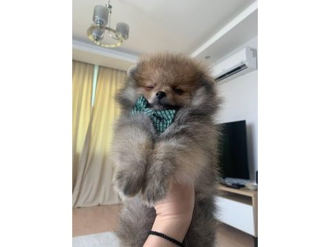 Çok güzel mini erkek ayı surat pomeranian