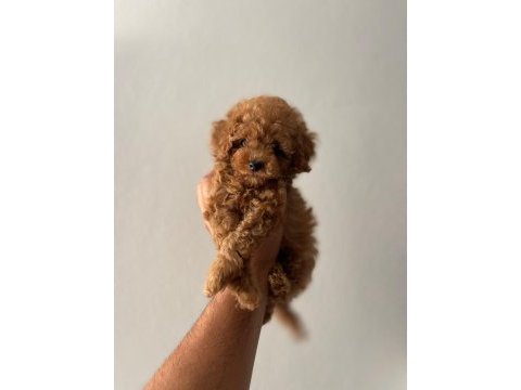 Yavru köpeğimiz toy poodle