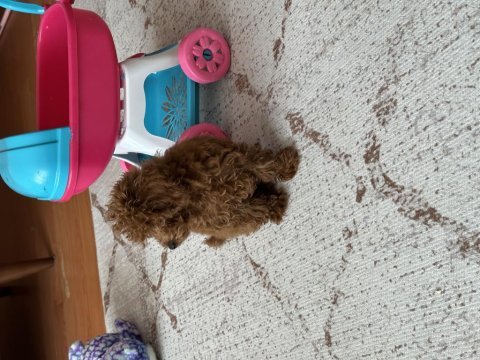 Kore tea cup poodle