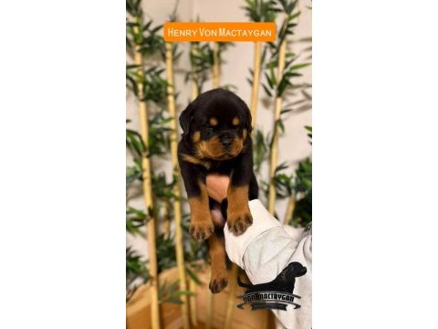 A şecereli rottweiler grand türkiye şampiyonunun yavruları