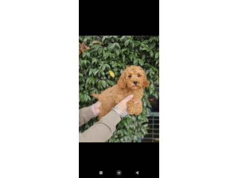 Irk ve sağlık garanti poodle yavrularımuz