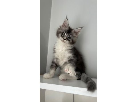 Sağlık ve ırk garantili minik dev kediler