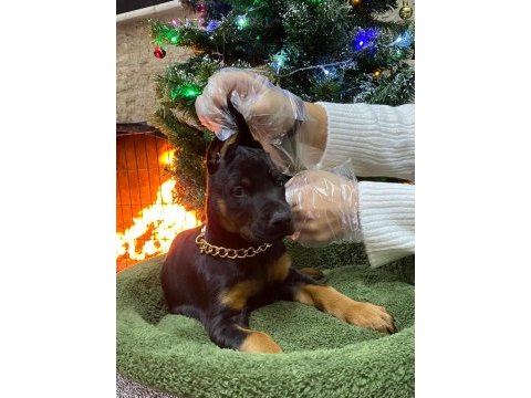 Orijinal king doberman yavruları