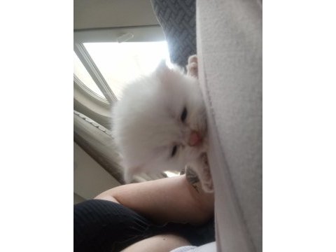 British shorthair rezerve