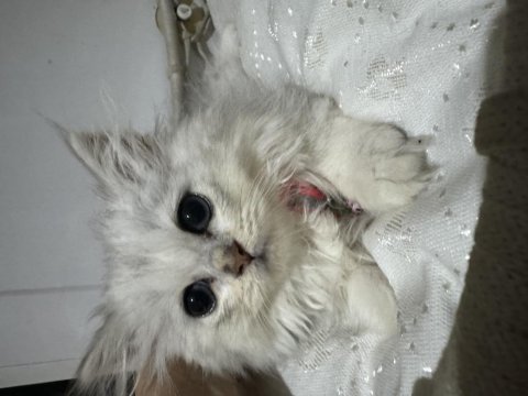 2 aylık yavru british longhair bebekler