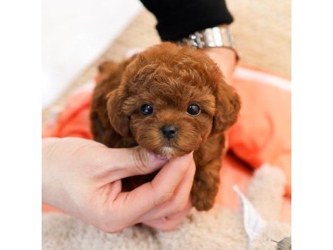 Super star toy poodle yavrularım