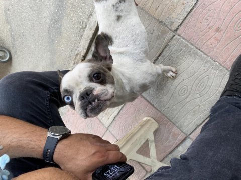 Fransız bulldog merle