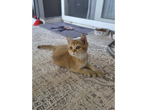 Erkek british shorthair golden ny11
