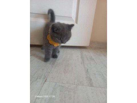 2 aylık kedimiz duman