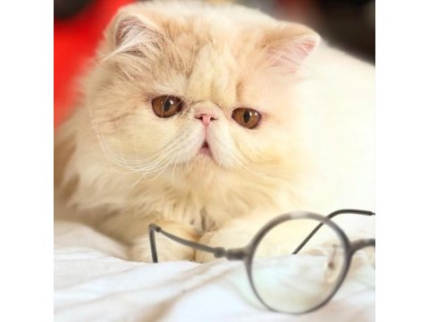 Erkek exotic longhair lütfen arayarak bilgi alın