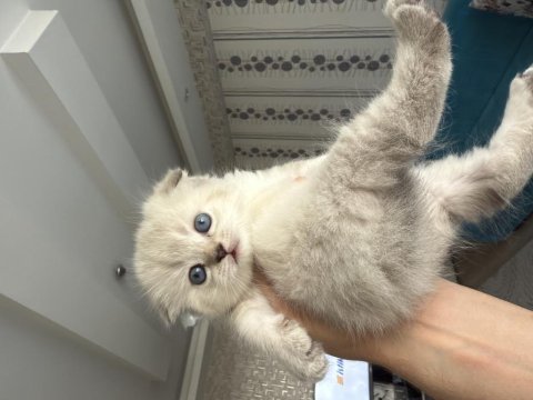 Açıklamayı oku scottish fold