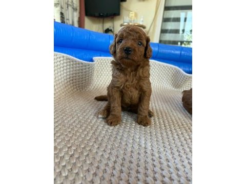 Ev doğumlu ailemizde büyüyen toy poodle yavrularım