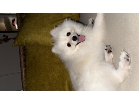 Pomeranian boo köpeği