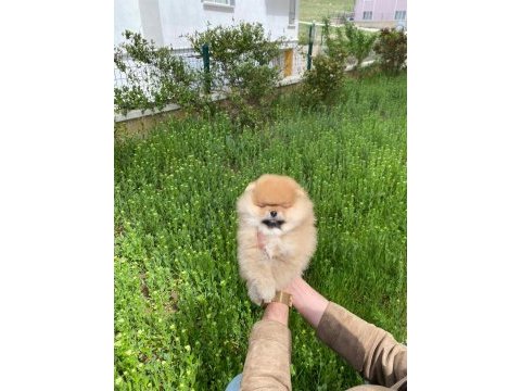 Orijinal teddy face pomeranian yavru