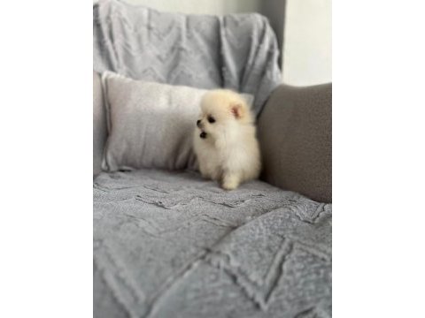 Pomeranian erkek teacup