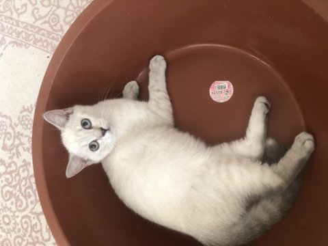 British shorthair