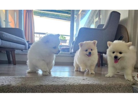 Bebek kendi pomeranian yavrularımız