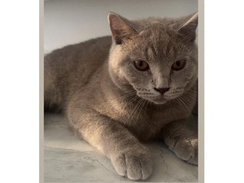 Erkek kısır kedimizi sahiplendiriyoruz