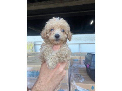 Evden anne altından maltipoo