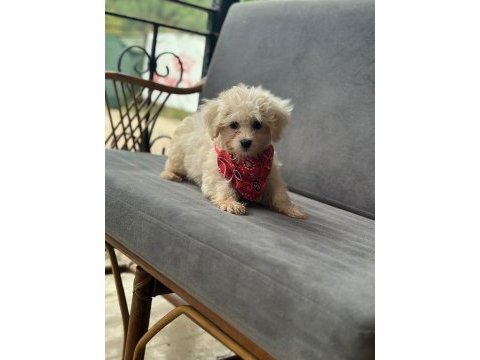 Maltese terrier bebek