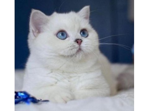 British shorthair dişi
