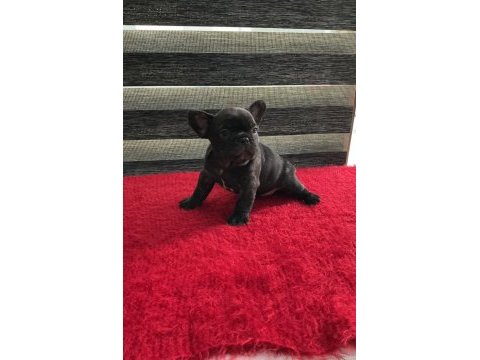 Yurt dışı kan hattı egzotik mıcro french bulldog yavrular