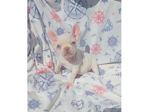 Ankara french bulldog