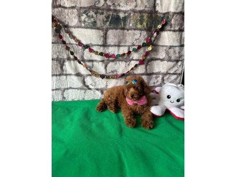 Toy poodle