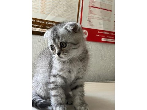 Scottish fold
