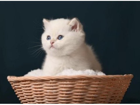 British shorthair golden point