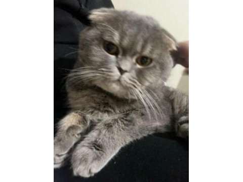 1 yaşında ki oğlumuza yuva arıyoruz scottish fold