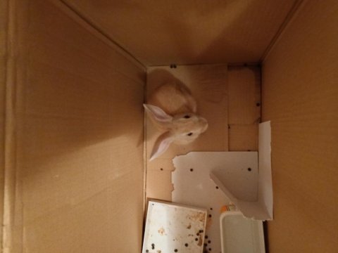 Minirex cüce tavşan