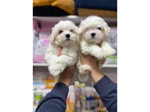 Kartapu bembeyaz   gerçek ırk garantili  maltese terrier