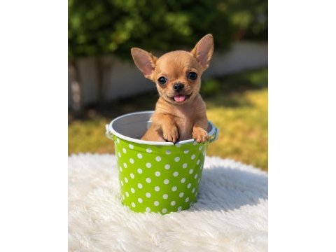 Wc eğitimli gold chihuahua yavru