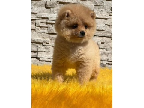 Antalya pomeranian boo